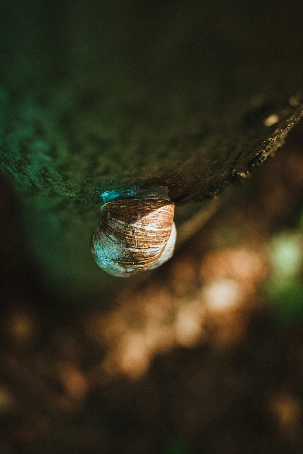 a close up of a snail on a tree