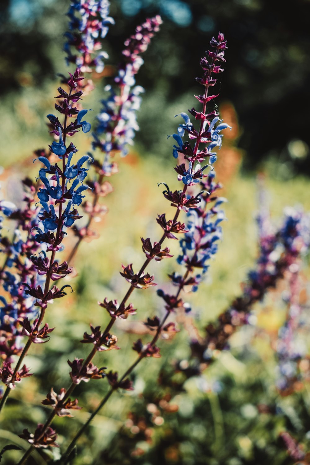 a close up of some purple flowers in a field