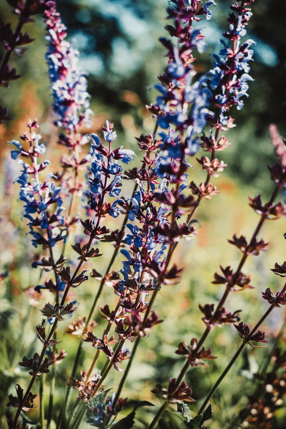 blue petaled flower