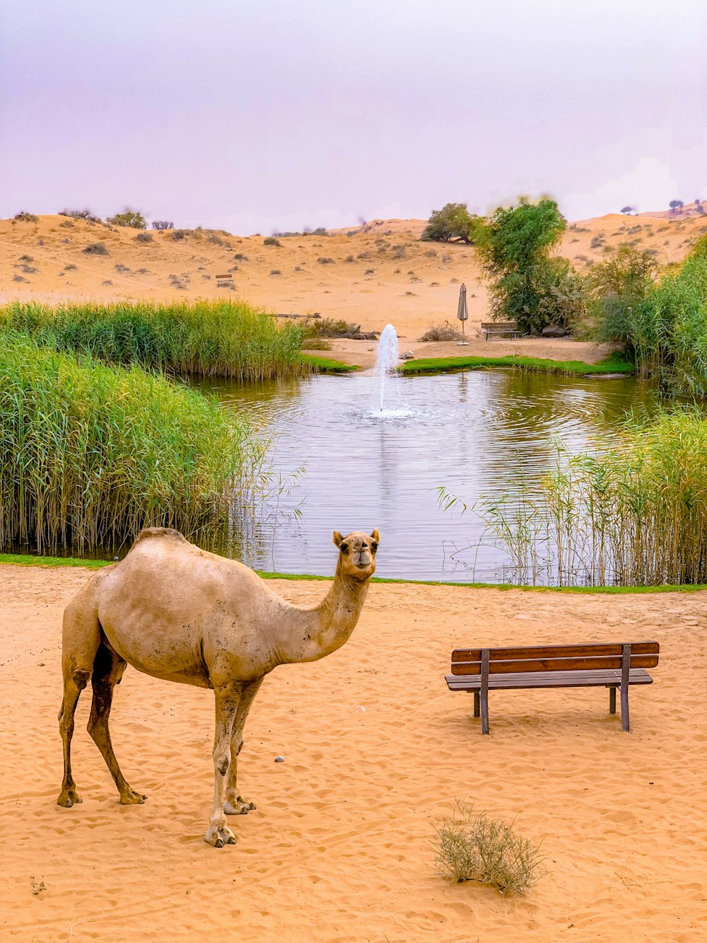 camel near bench facing body of water