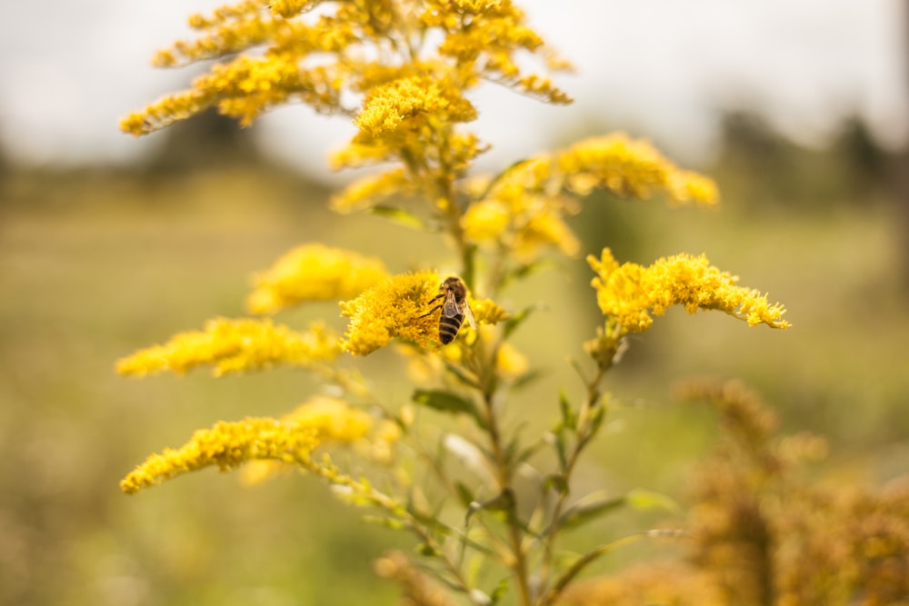 yellow and black bee on yellow flowers