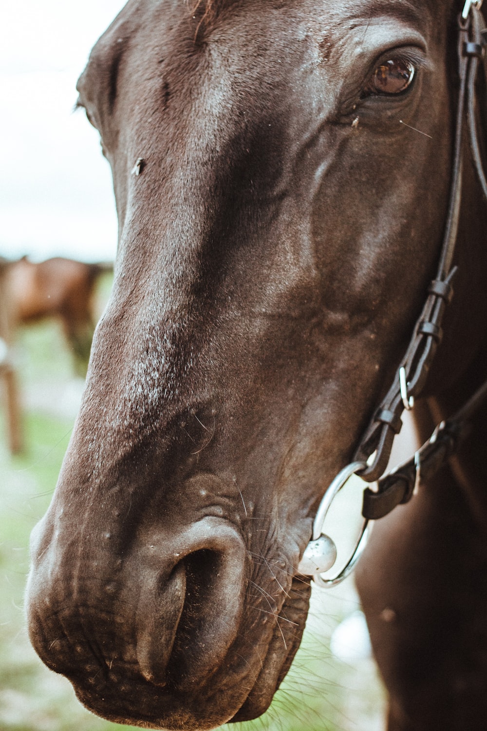 brown horses close-up photo