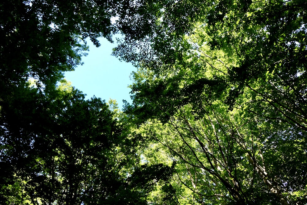 low angle photography of trees