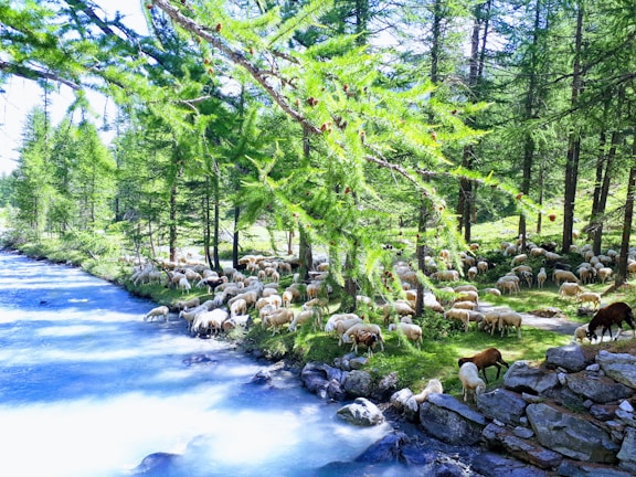 Sheep graze in a lush, green forested area next to a flowing river, with vibrant trees overhead and rocks lining the riverbank.