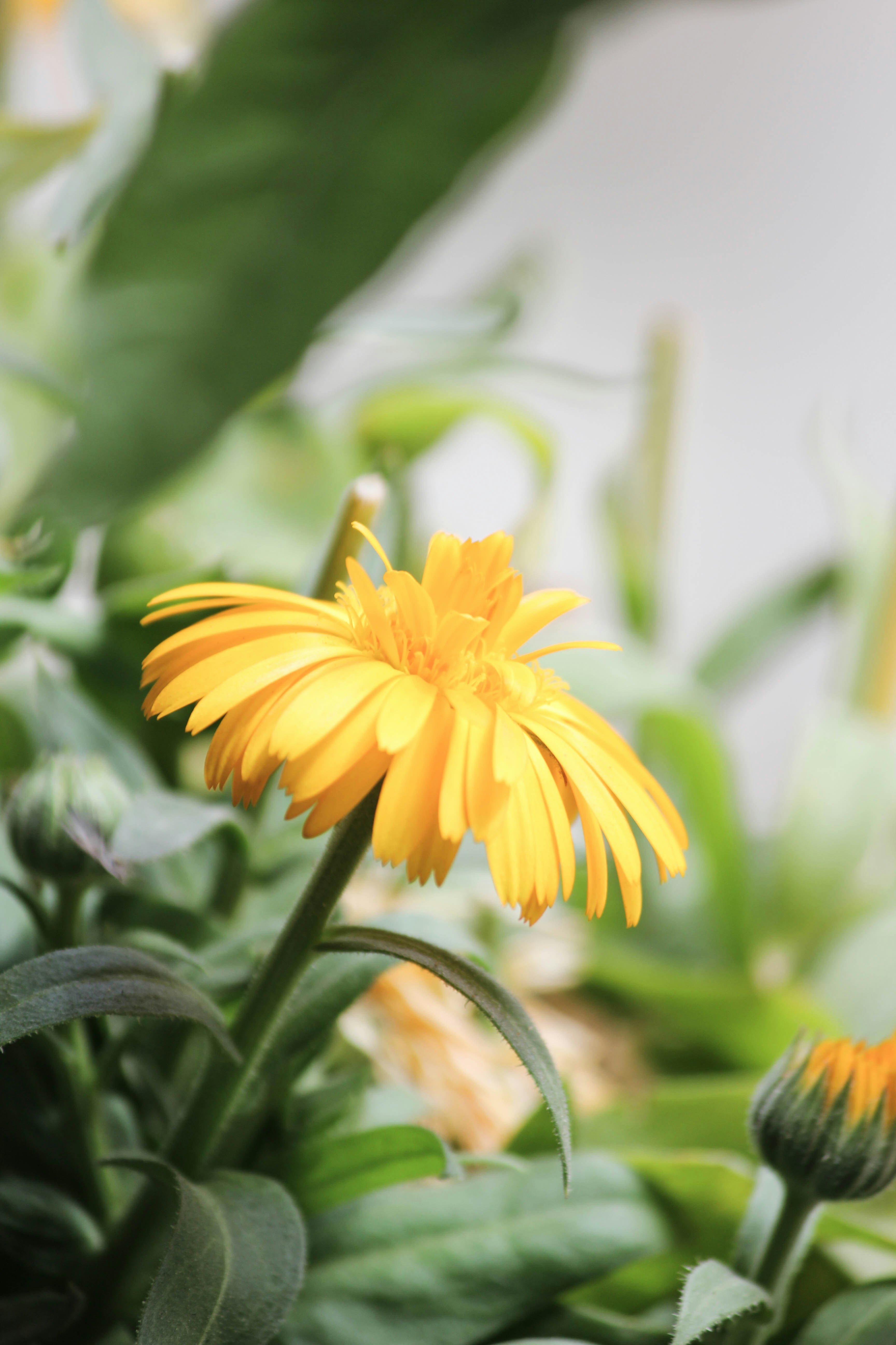 Fresh yellow flower with green leaves and sunshine