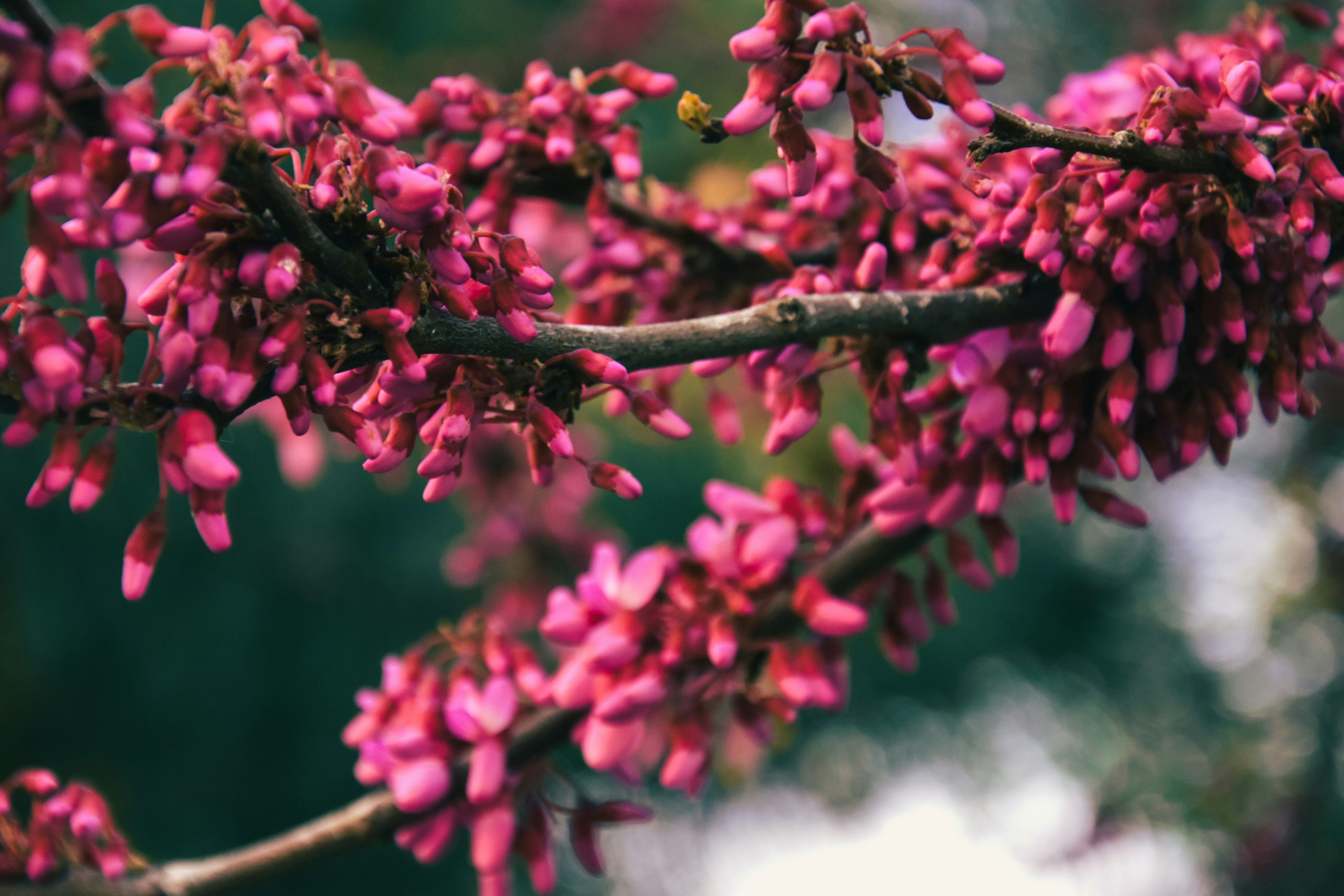 Photo by tetiana_martynenko