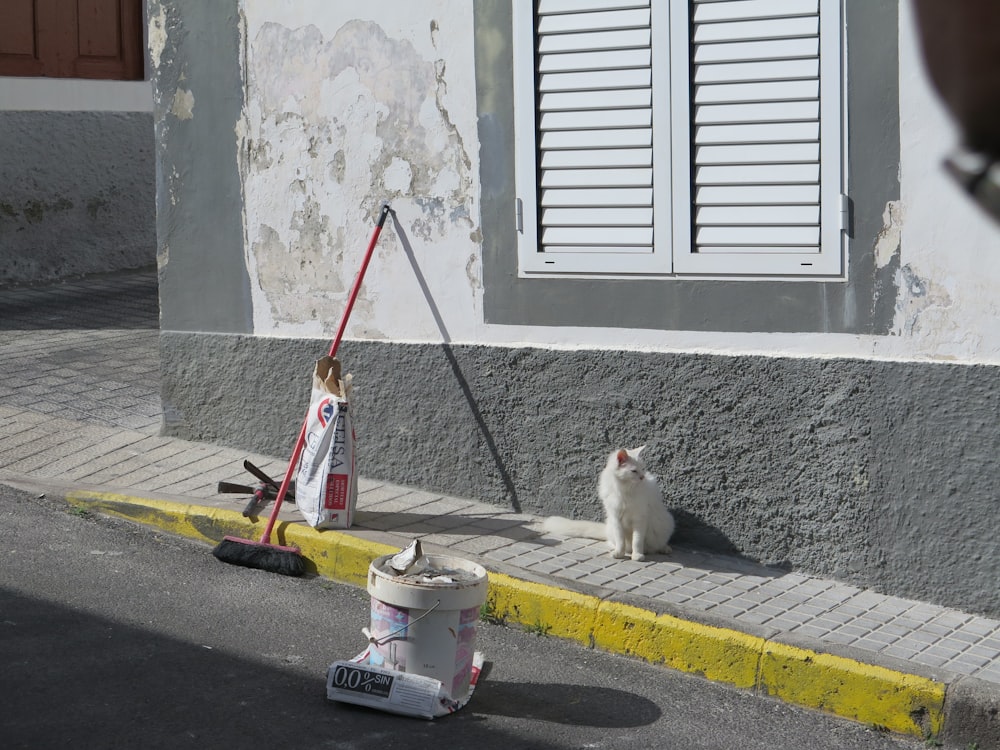 white cat near to window