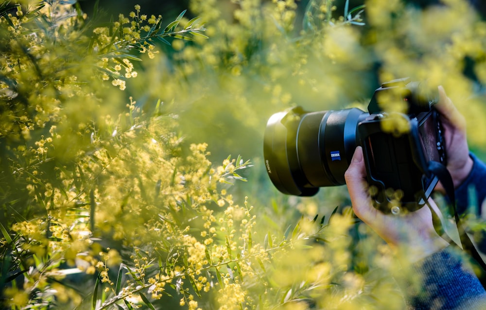 a person taking a picture of a plant with a camera