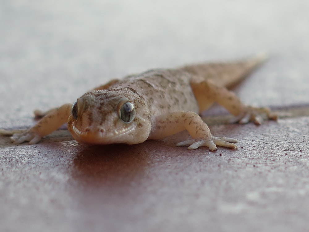 brown gecko