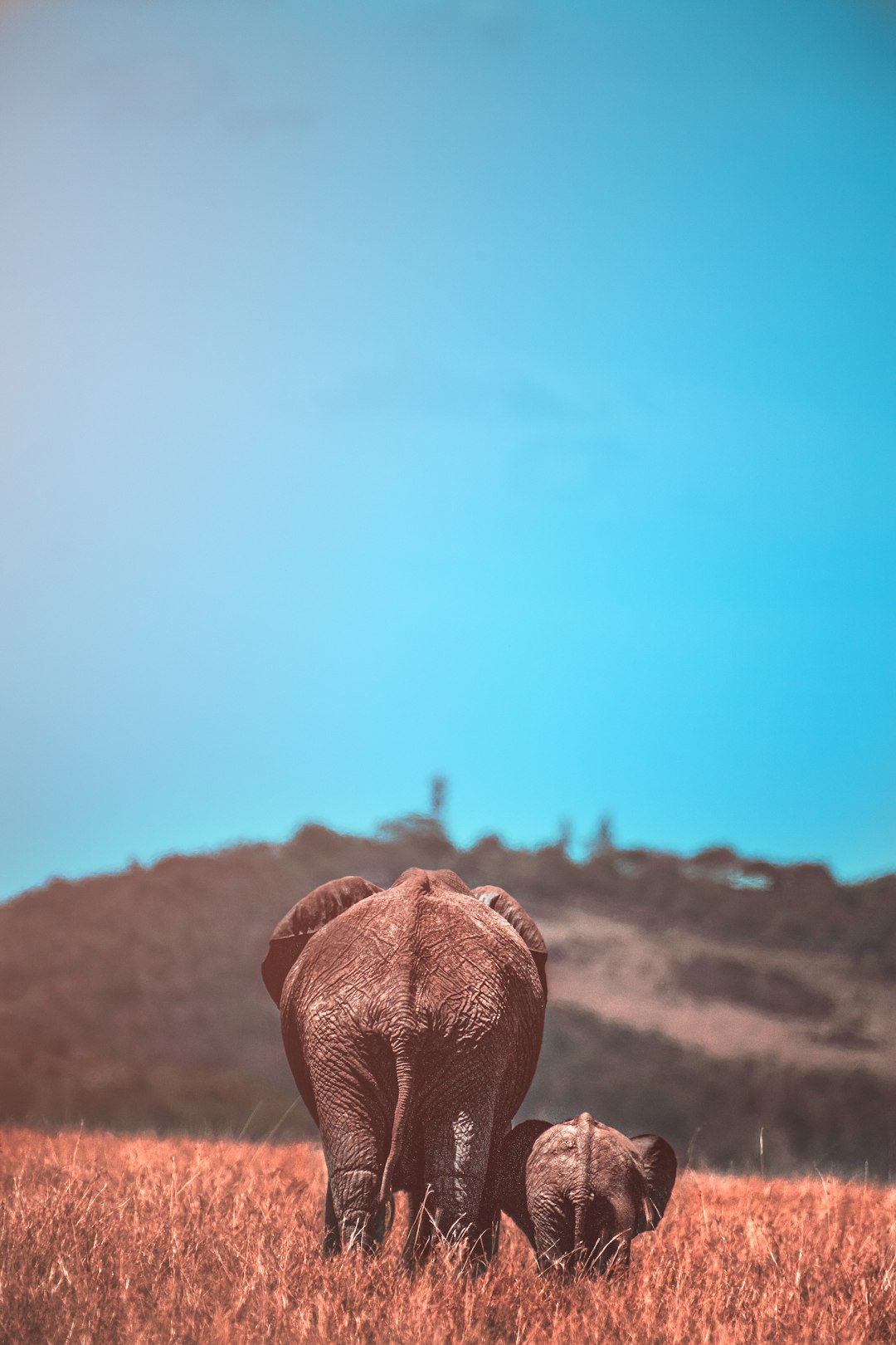 grey elephant on the brown grass field