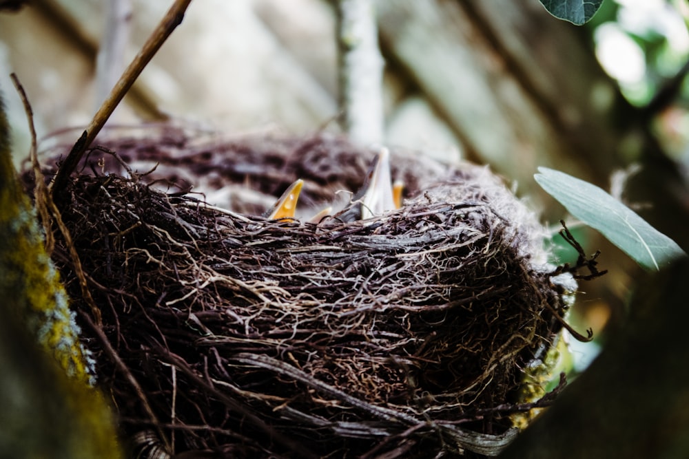 bird's nest