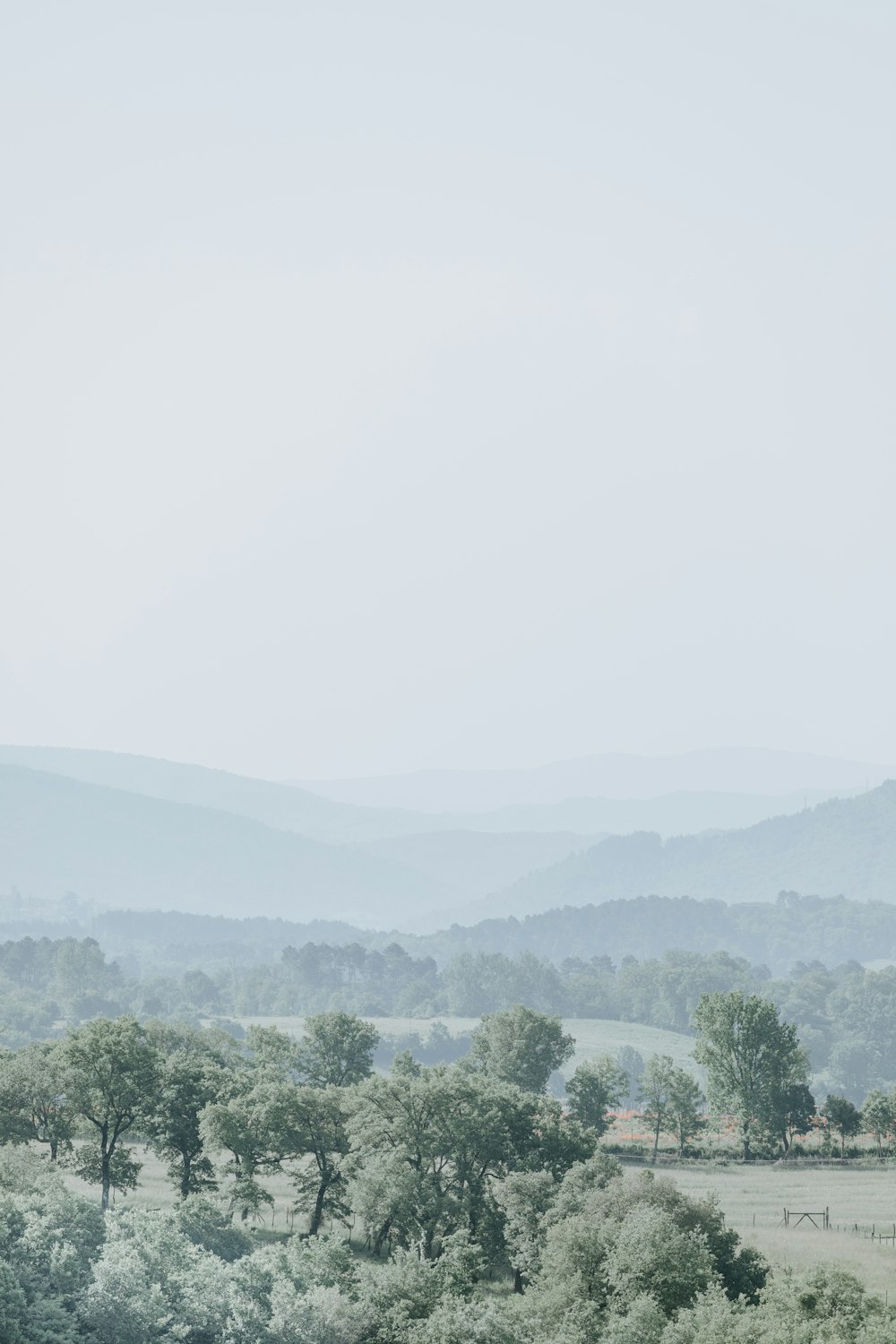 green trees during daytime