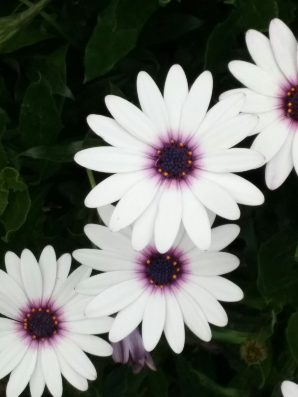 white petaled flowers