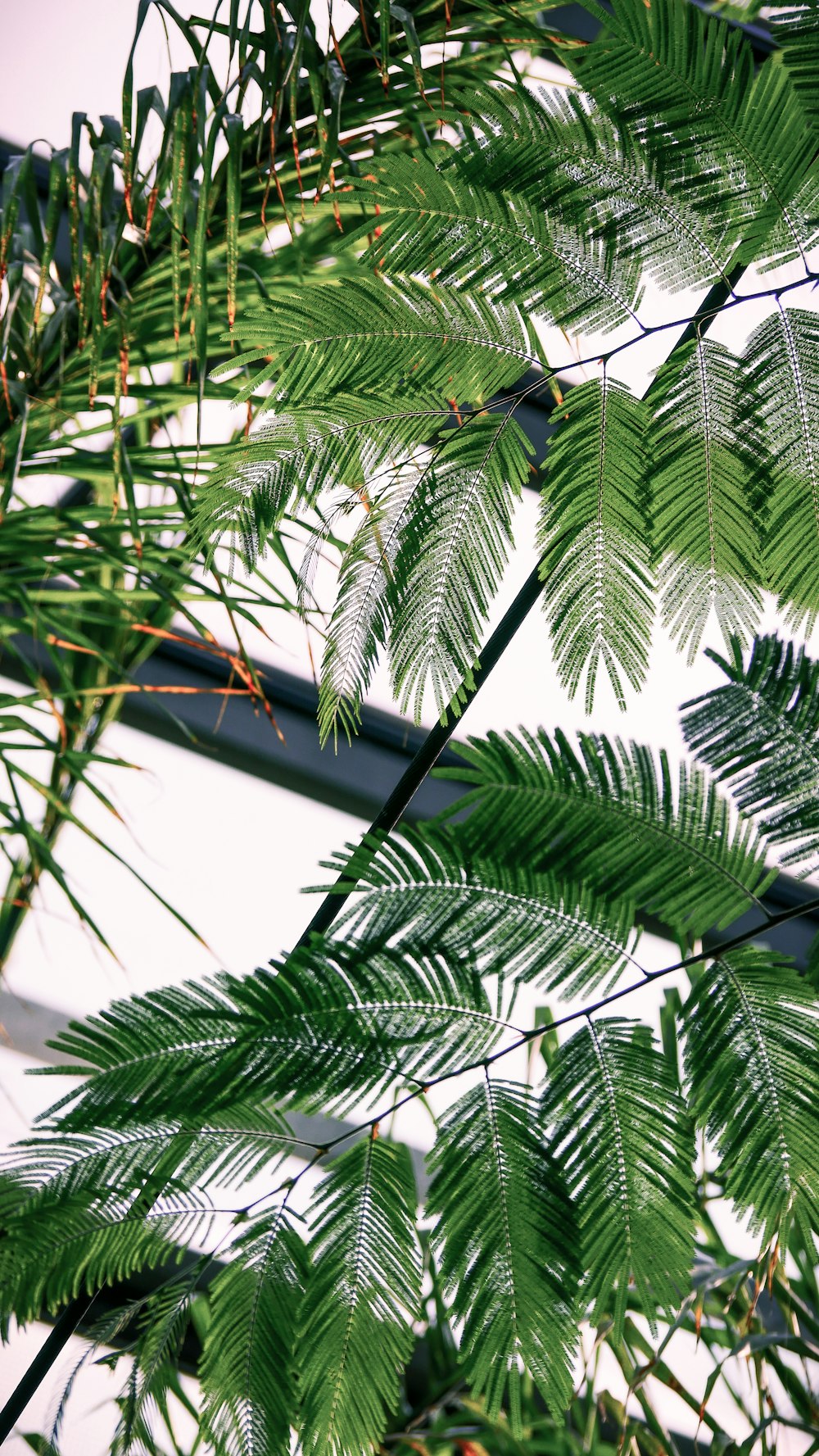 green-leafed tree