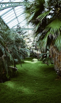 A lush greenhouse filled with dense, vibrant palm trees and a soft, green carpet of grass. The canopy overhead is made of glass, allowing sunlight to filter through and illuminate the tranquil space. The environment has a serene and tropical atmosphere.