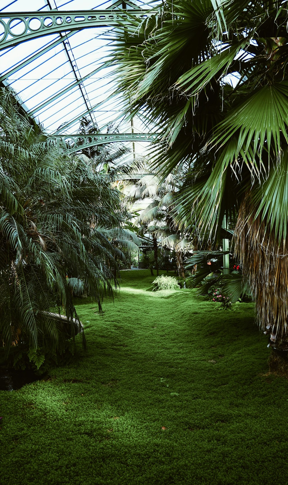 green open field surrounded with palm plants