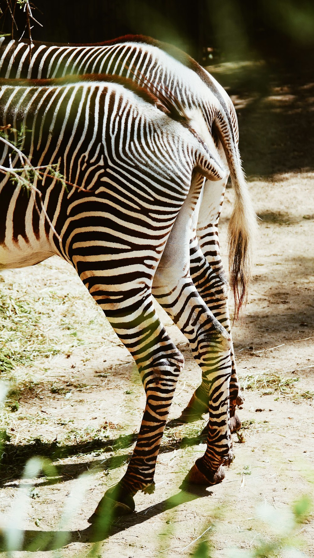 two zebras