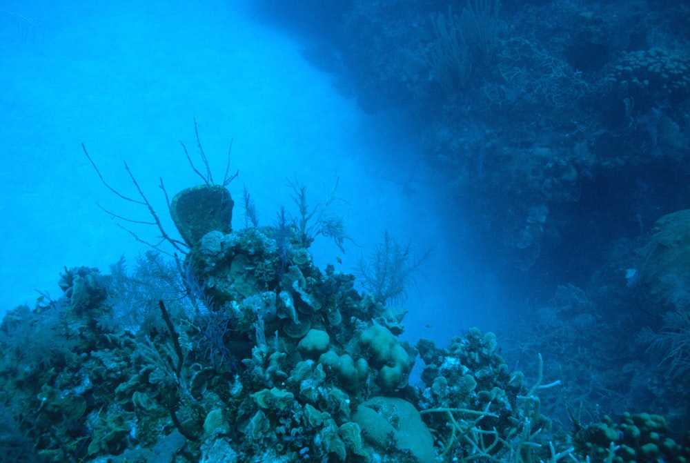 an underwater view of a coral reef and seaweed