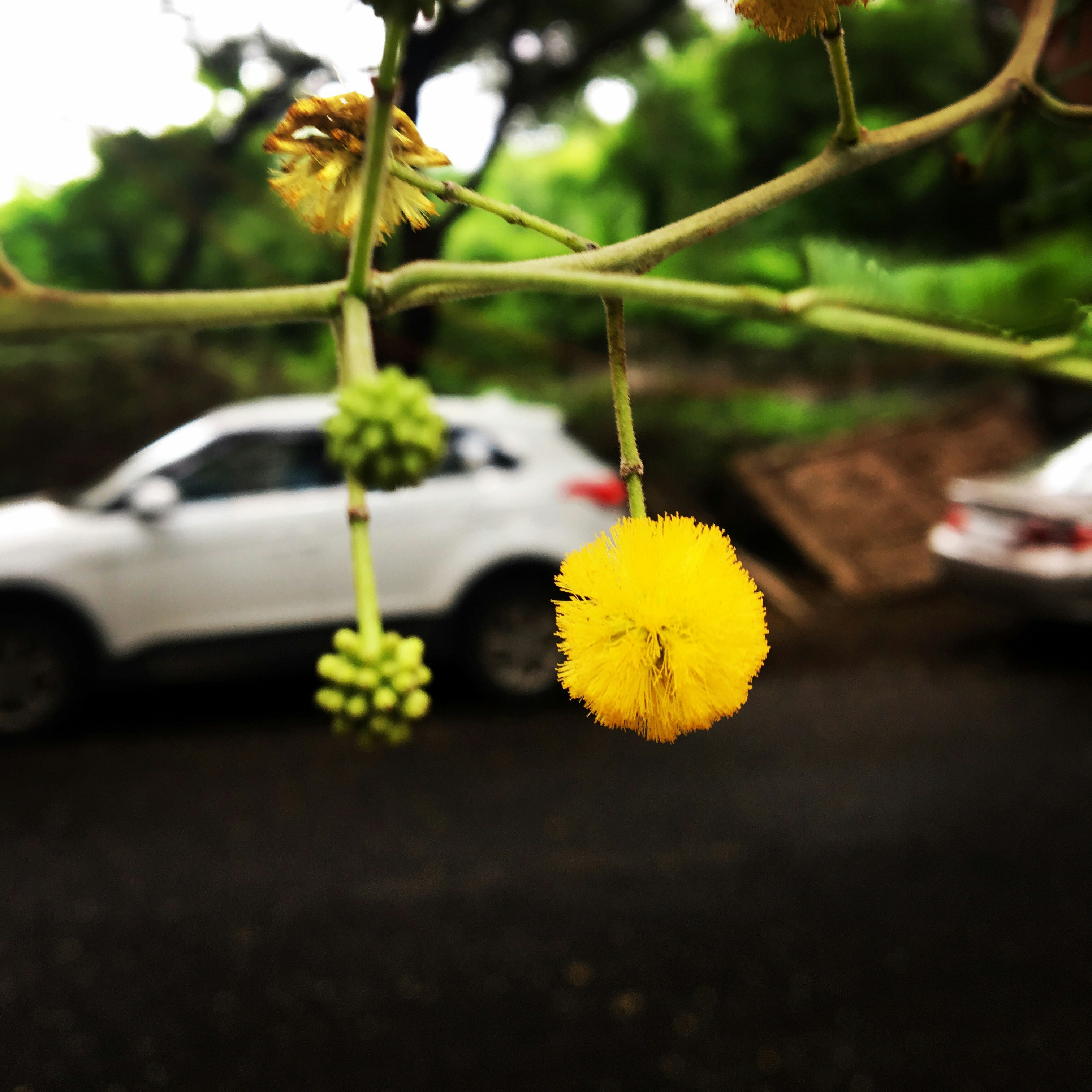 bunga kelopak kuning bulat