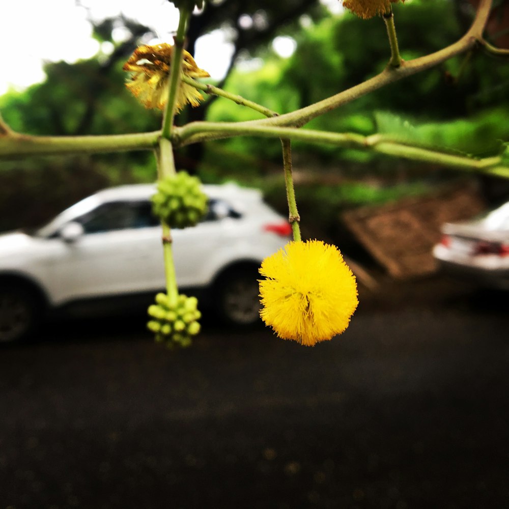 丸い黄色の花びらの花