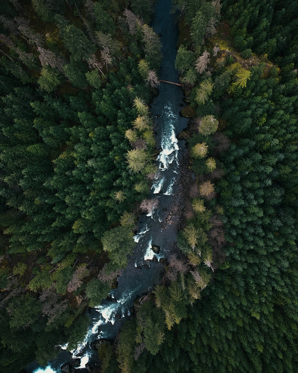 alberi nella foresta