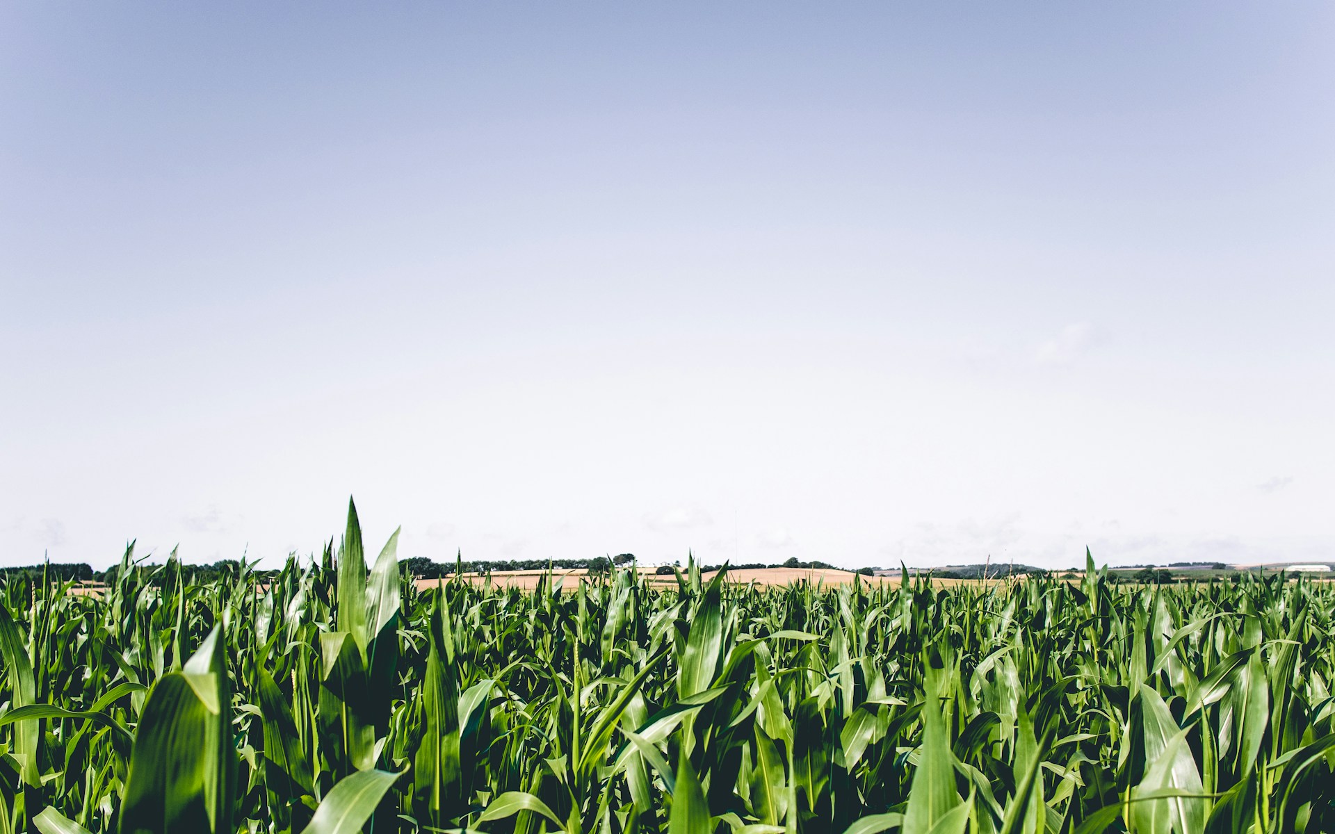 green corn plant
