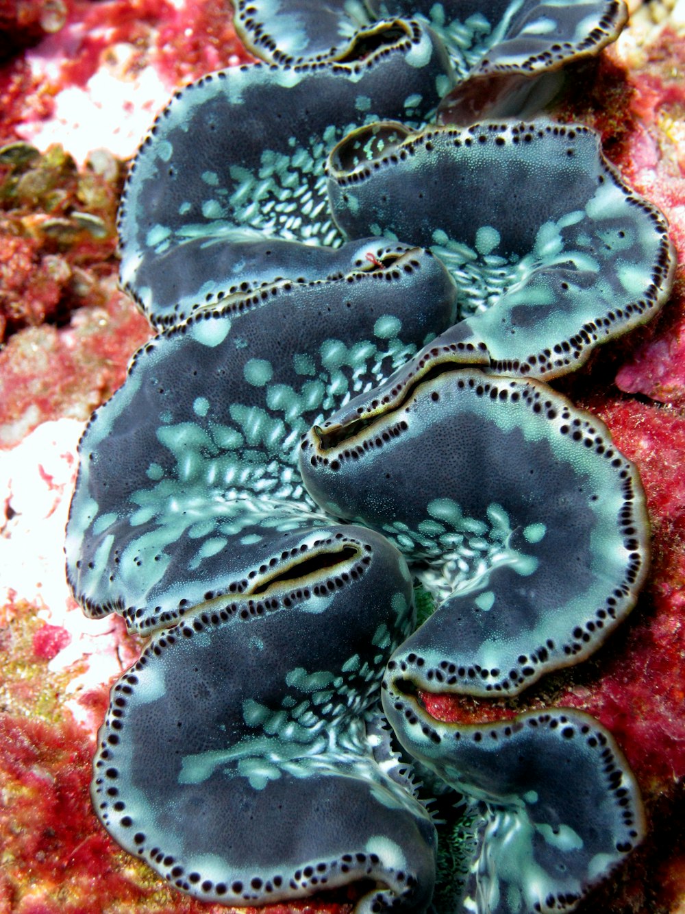 a close up of a sea anemone on a coral