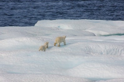 three polar bears