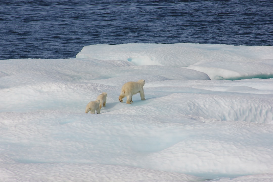 three polar bears