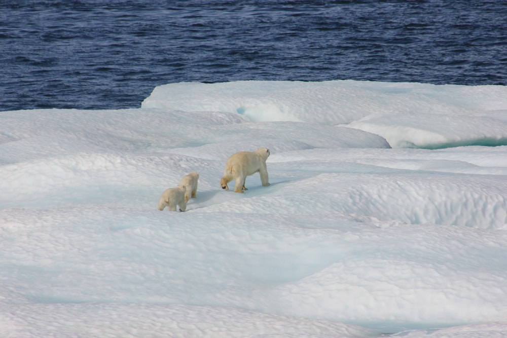 three polar bears