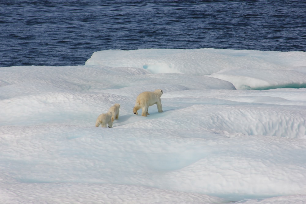 Tres osos polares