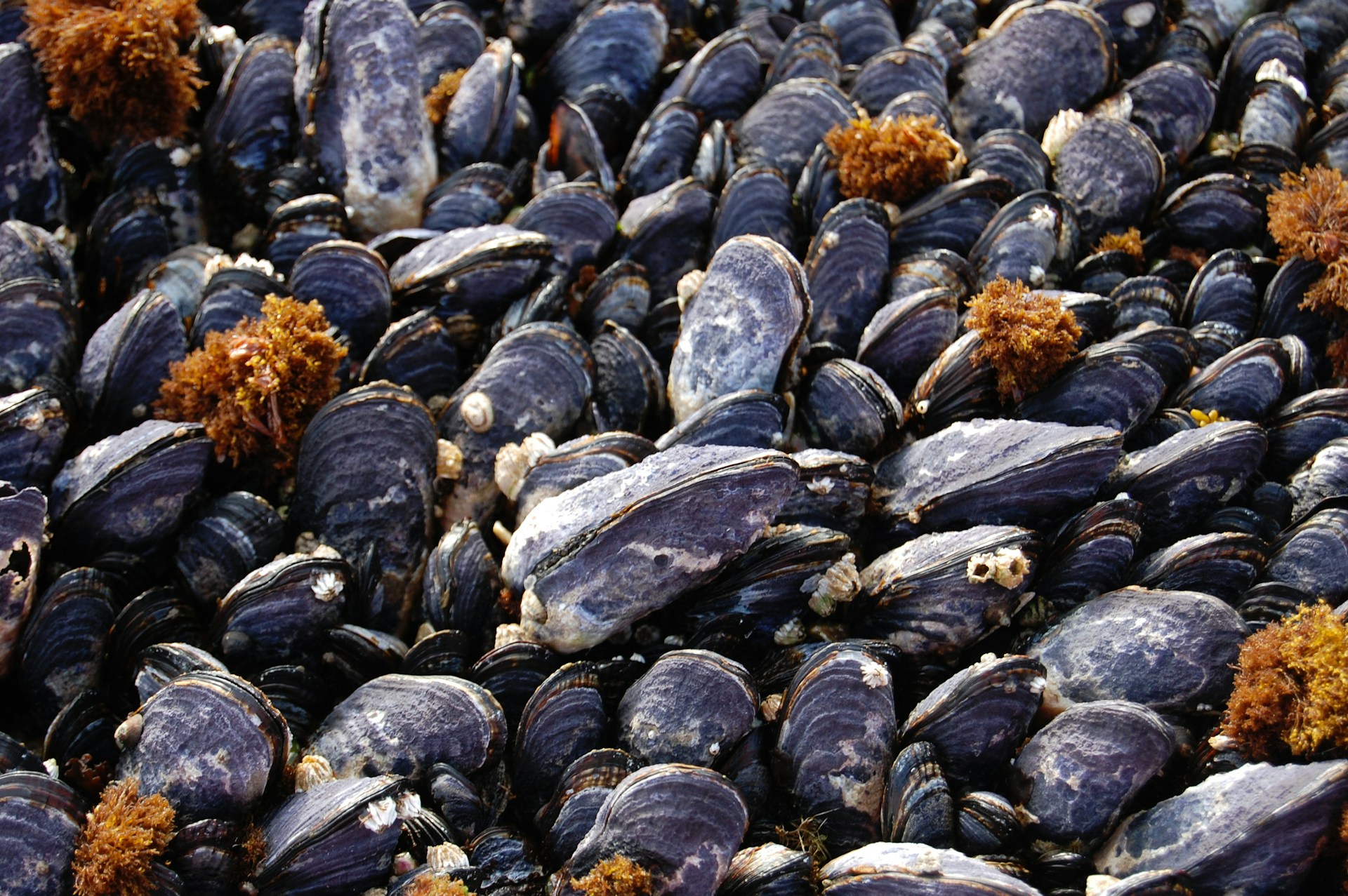 a bunch of mussels that are laying on the ground
