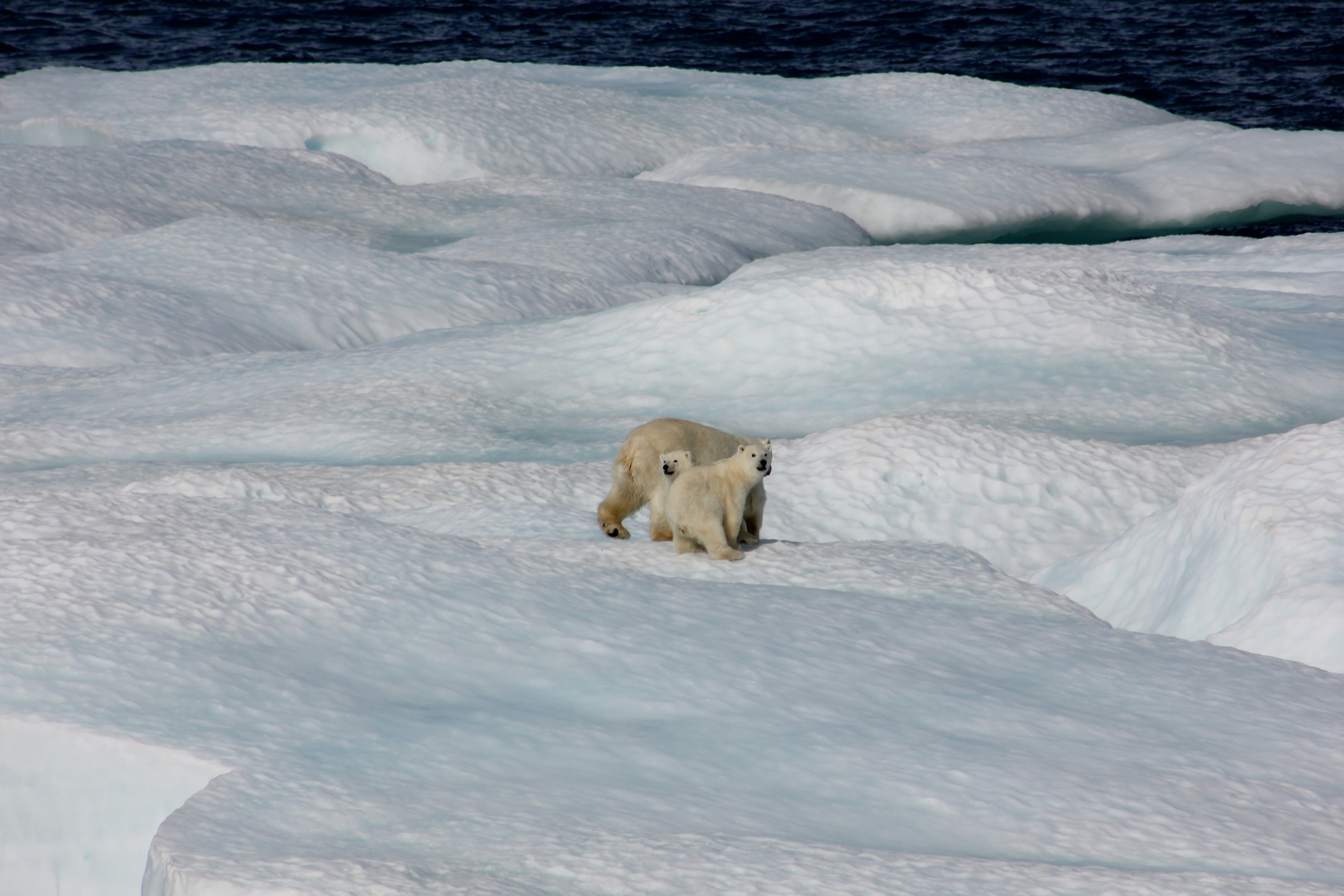 Polar bear and two cubs on ice floe. 