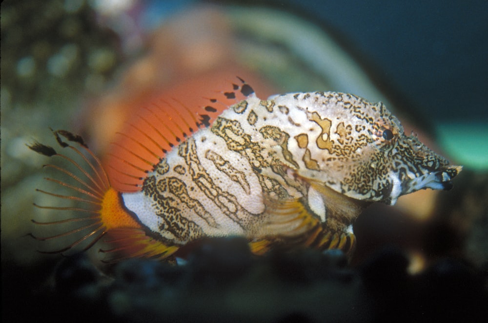 white, black and orange fish