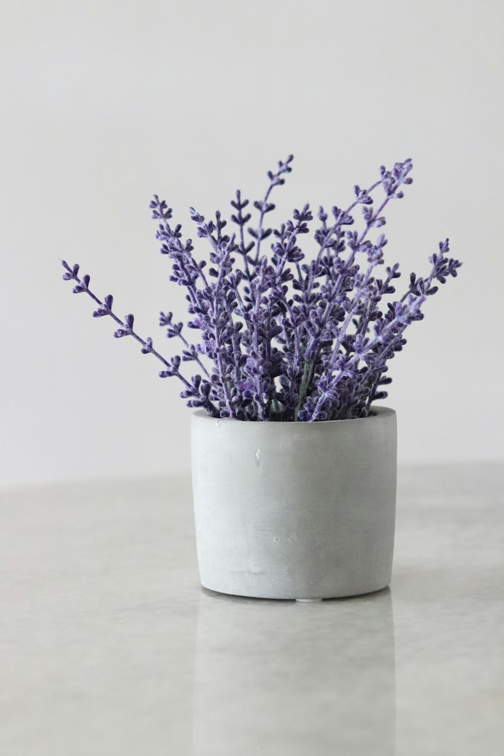 white potted purple petaled flower