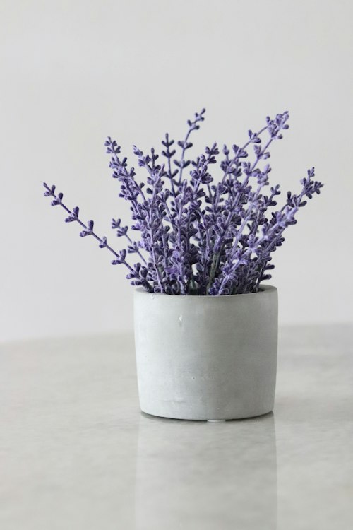 Rosemary