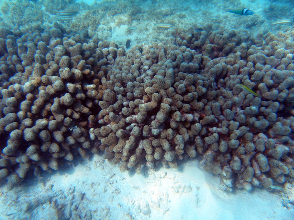 a large group of corals on the ocean floor