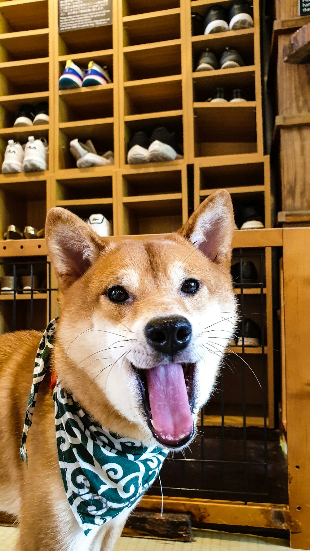 brown dog near shoe rack