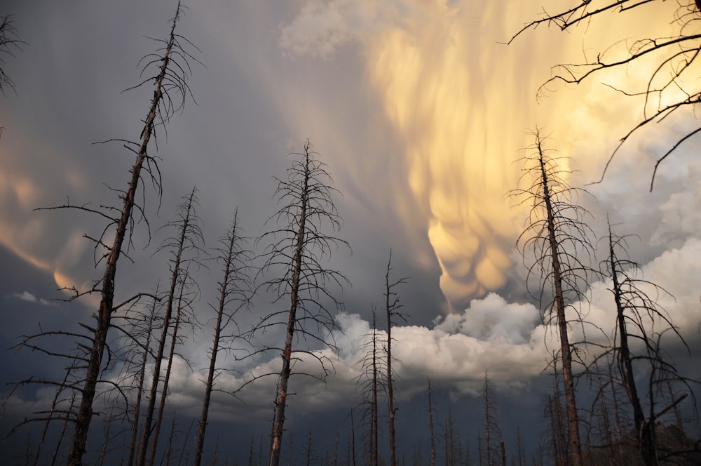 photo en contre-plongée d’arbres nus