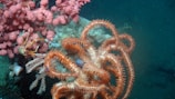 An underwater scene featuring vibrant marine life. There are pink coral formations on the left, and a curled, orange sea star with multiple arms in the center. The background consists of deep blue water, adding contrast to the brightly colored marine organisms.