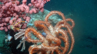 An underwater scene featuring vibrant marine life. There are pink coral formations on the left, and a curled, orange sea star with multiple arms in the center. The background consists of deep blue water, adding contrast to the brightly colored marine organisms.