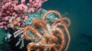An underwater scene featuring vibrant marine life. There are pink coral formations on the left, and a curled, orange sea star with multiple arms in the center. The background consists of deep blue water, adding contrast to the brightly colored marine organisms.
