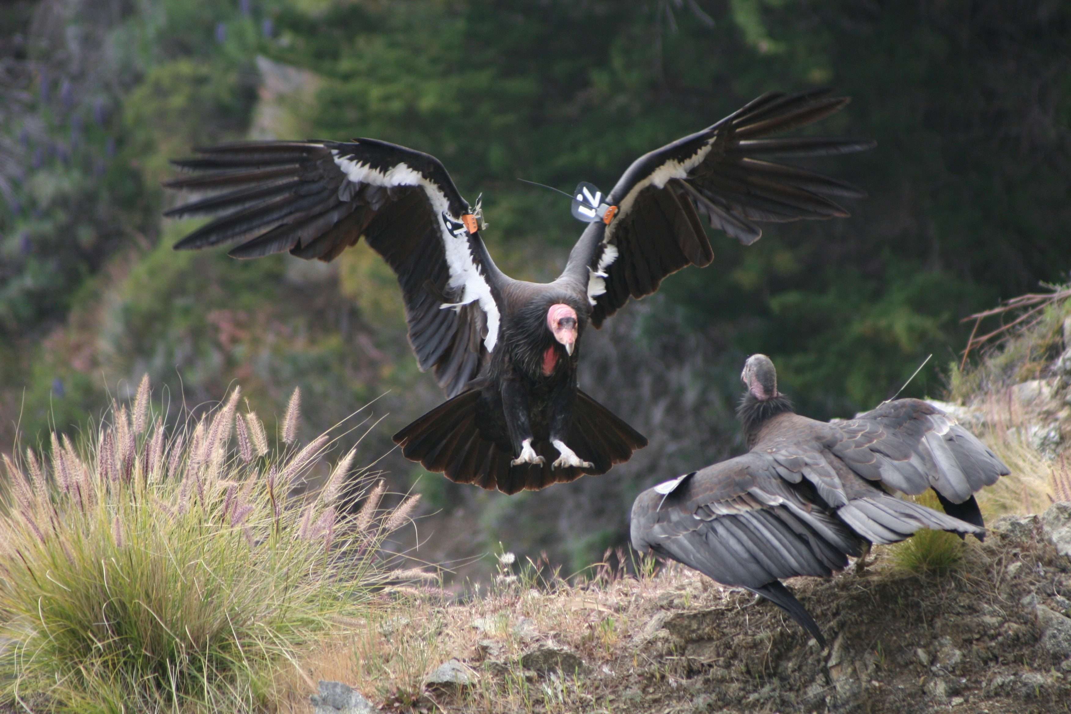 two birds fighting during daytime, Two California condors. All condors are tagged and monitored. Condors sometimes come to the Piedras Blancas to scavenge on dead, beached marine mammals. At one time there were only twenty-two condors left alive but through protection and a captive breeding program, now over 200 condors soar over the skies of  southern and central California and another 179 live in captivity.