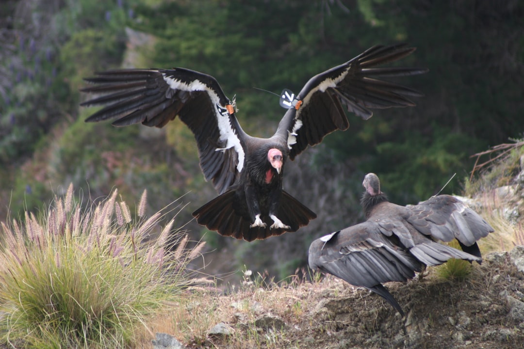 Flying High: Alaska and Condor Codeshare Takes Partnership to New H… — Flying High
