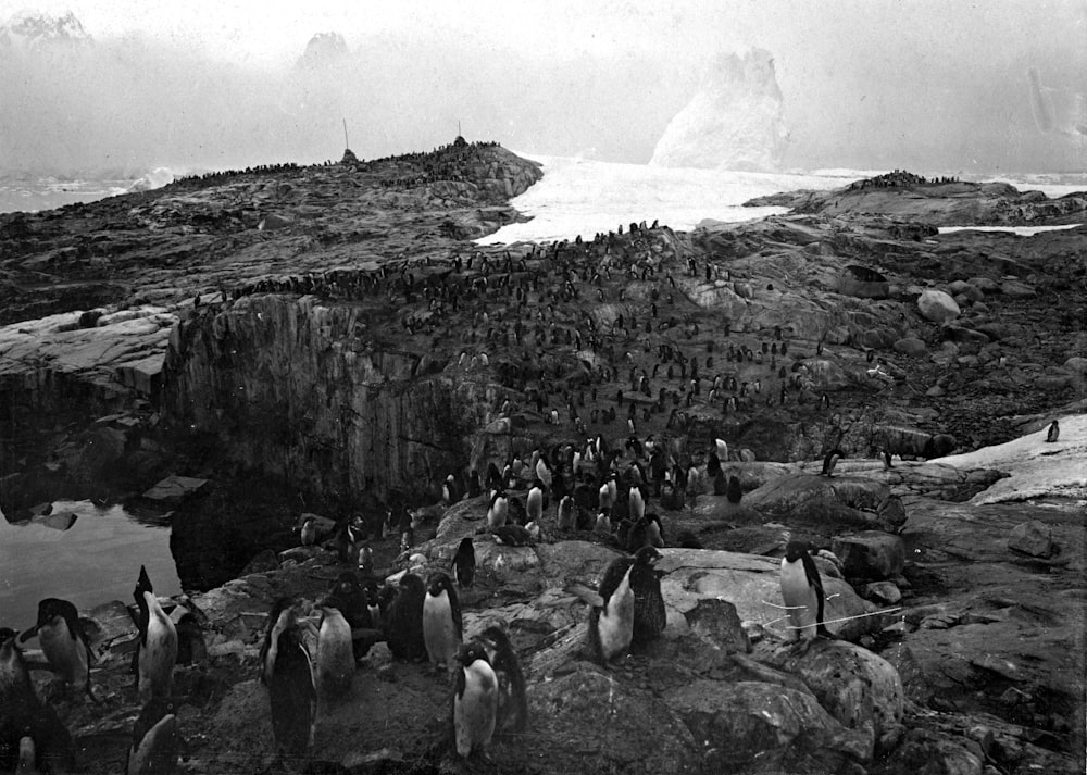 grayscale photo of penguins