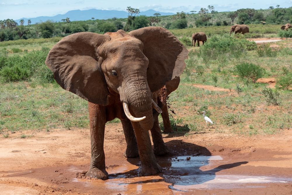 brown elephant standing