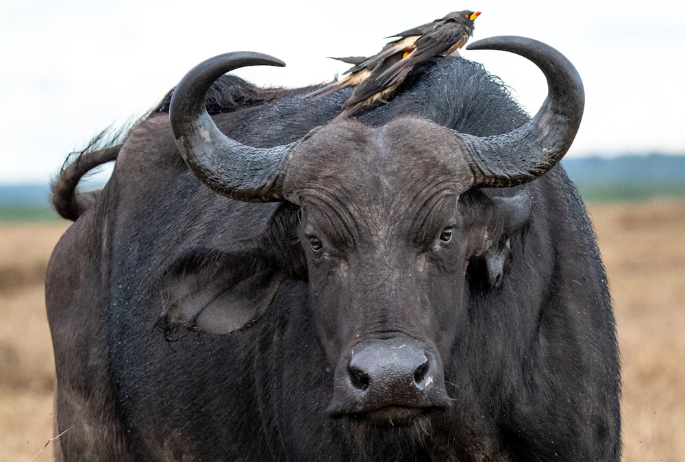 búfalo de água preta