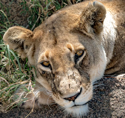 A close-up of a lioness resting serenely on a sunlit rock in the heart of the safari.