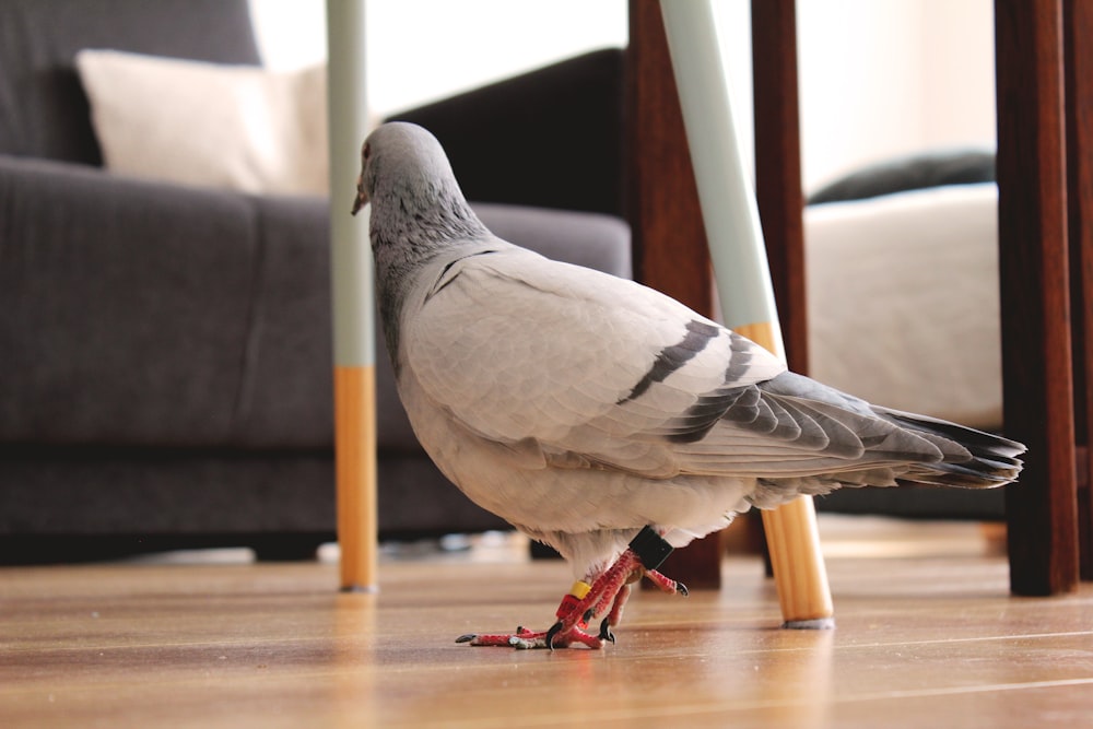 white and gray pigeon on floor
