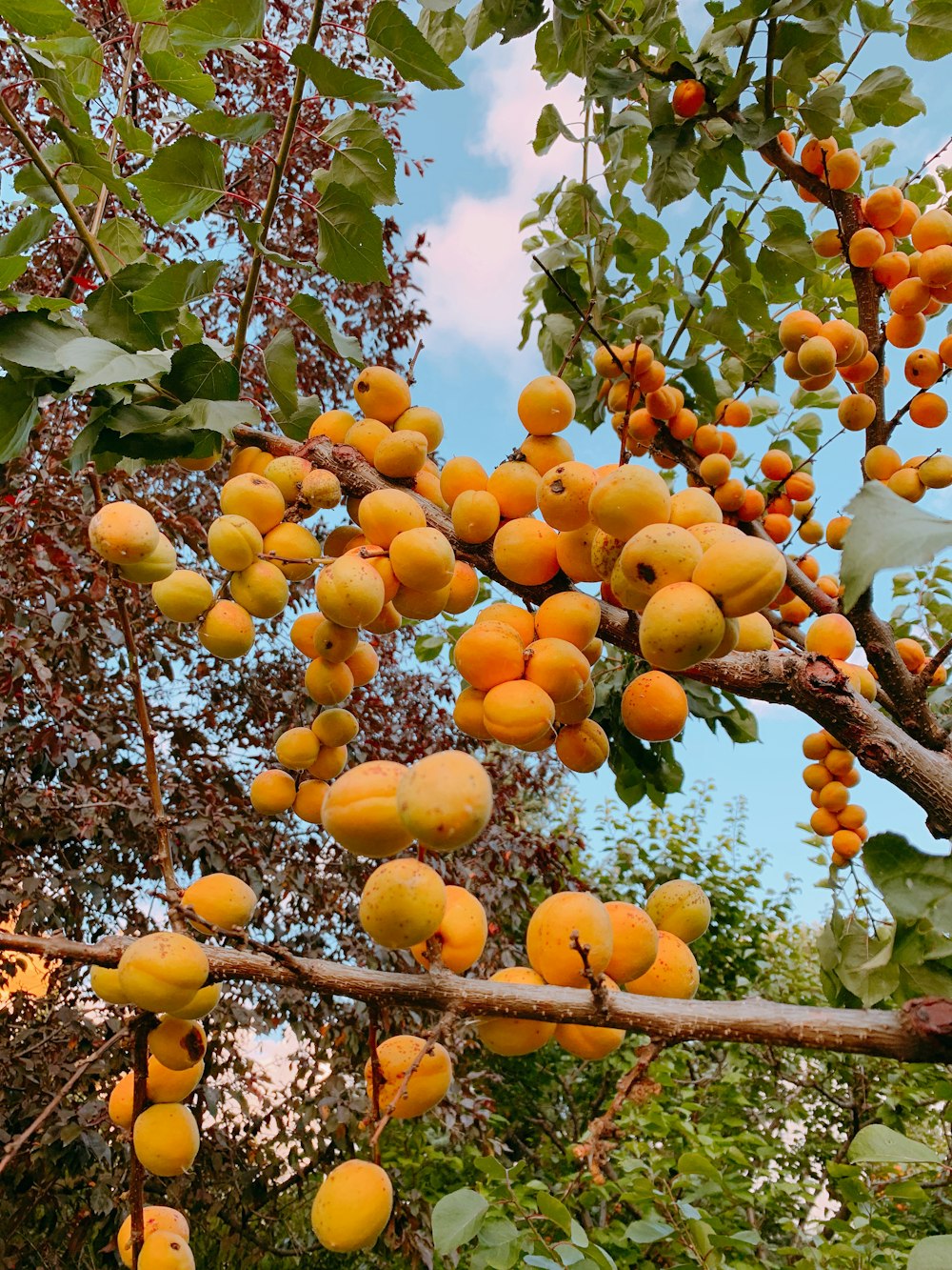 orange fruits